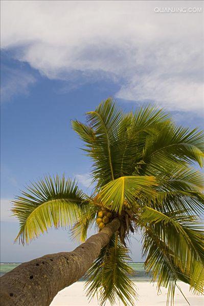  p>坦桑尼亚联合共和国(英文:the united republic of tanzania),简称