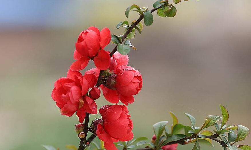  p>沧江海棠(学名: i>malus /i>  i>ombrophila /i> hand.-mazz.