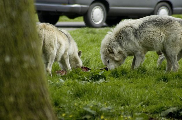  p>加拿大森林狼(学名: i>canis lupus occidentalis /i>):是食肉目
