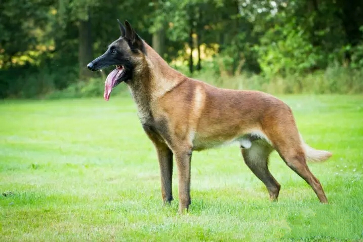 bd6o96np">马里努阿犬,体型适中,外形匀称呈方形,头颈高昂;身躯精干