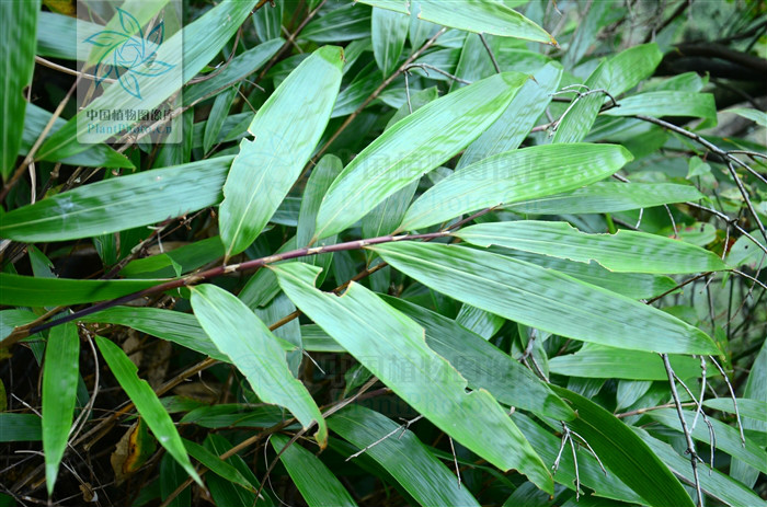  p>赤竹(学名: i>sasa longiligulata  /i>mcclure)是灌木状或低矮 a