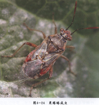  p>昆虫名,为半翅目,缘蝽科.分布于中国各地.