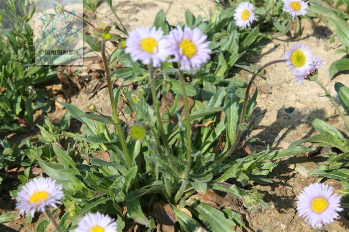 erigeron breviscapus