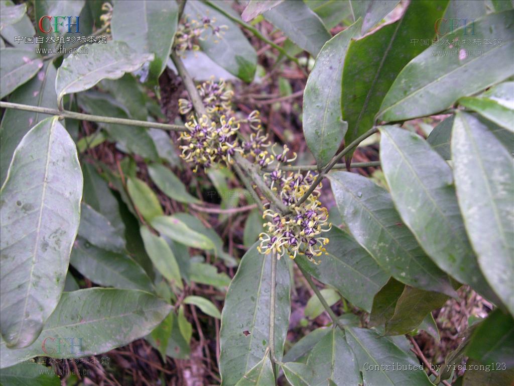  p>木质 a href="#">藤本 /a>,幼时为 a href="#">灌木 /a>状;茎枝着