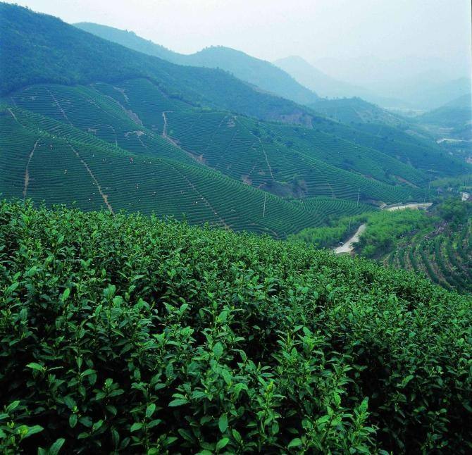  p>狗牯脑茶, a target="_blank" href="/item/江西省/19438118" data