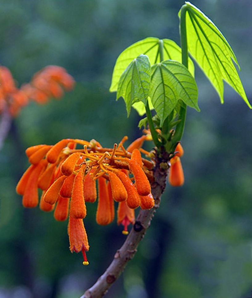 hsue)是梧桐科火桐属的落叶乔木.