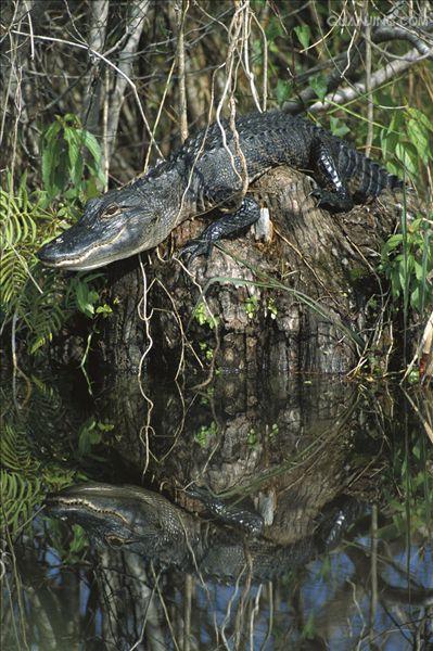  p>美国短吻鳄(学名: i>alligator mississippiensis /i>),又称密河鳄