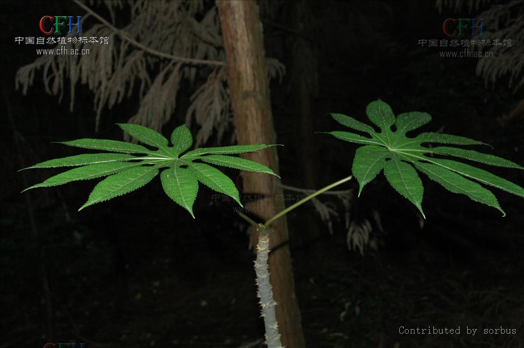 叶为单叶,叶片掌状分裂,稀不分裂;托叶与叶柄基部合生.