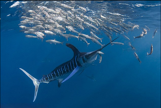  p>条纹四鳍旗鱼 i>, /i>学名: i>tetrapturus audax /i> (philippi