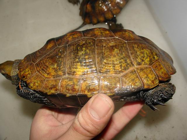  p>日本石龟,学名日本拟 a target="_blank" href="/item/水龟">水龟 