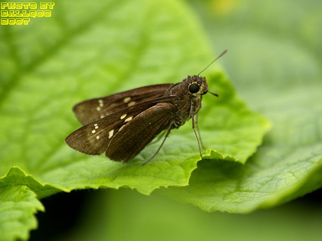 lemmaid="5498066">台湾大褐弄蝶 /a>,大谷弄蝶,拉丁文名:conjuncta