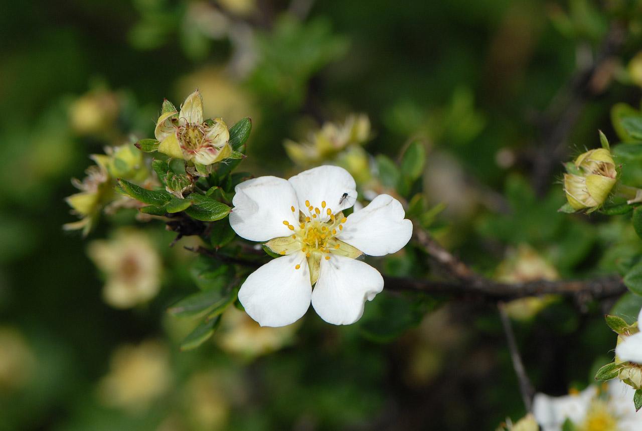  p>青荚叶属(学名:helwingia willd.