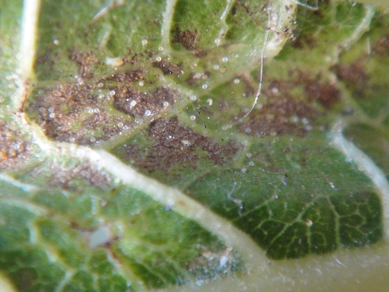 a target="_blank" href="/item/叶螨科">叶螨科 /a>始叶螨属的一种昆