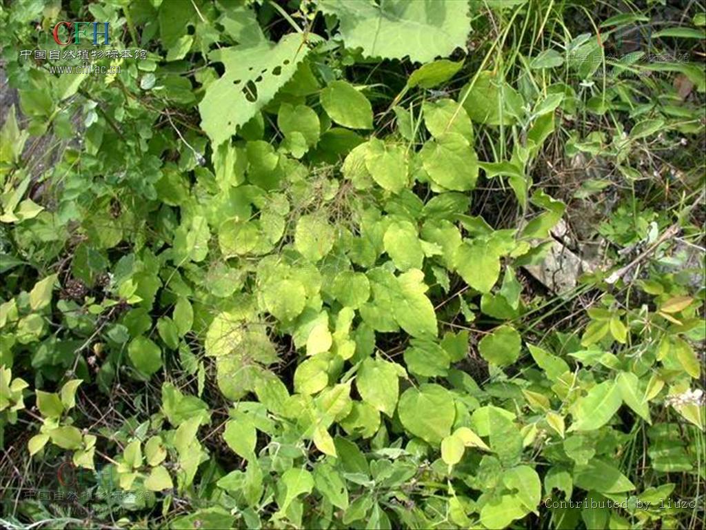  p>绿药淫羊藿(学名: i>epimedium chlorandrum /i> stearn)是小檗科