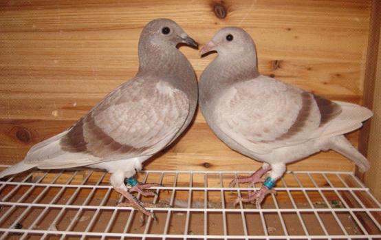 幼鸽开家