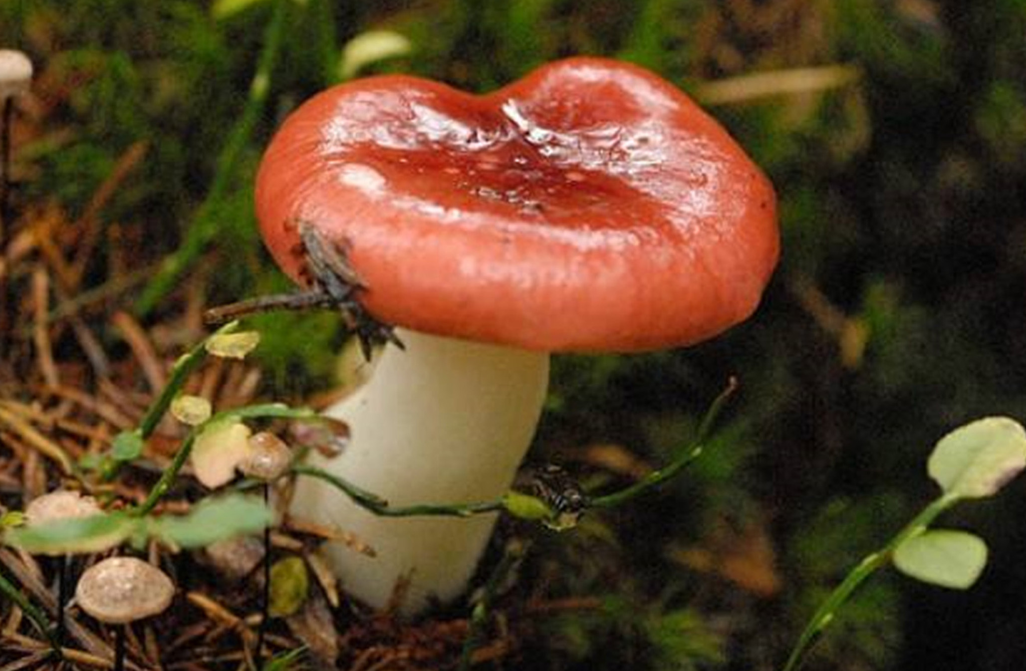  p>毒红菇,又名呕吐红菇,外观与 a href="#" data-lemmaid="2102977">