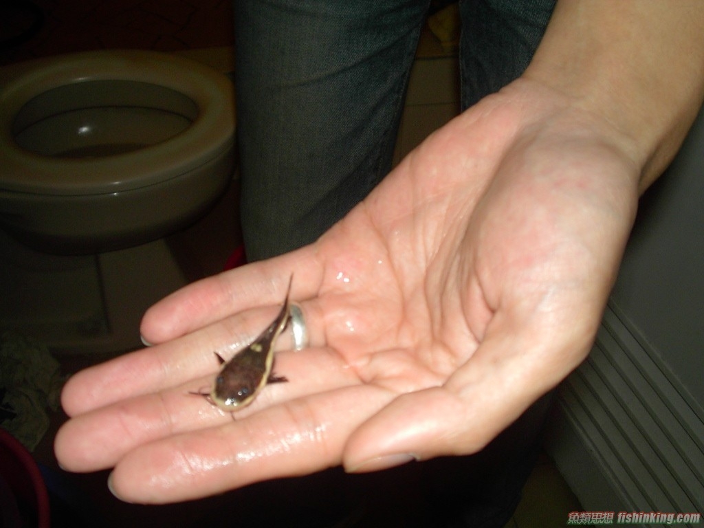  p data-id="tirqmuh3vn9f">红尾鲶是鲤形目鲶科鱼类,又名红尾鸭嘴鱼