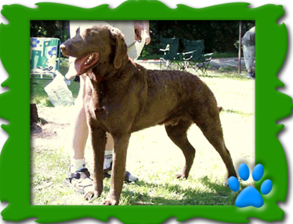  p data-id="gnvegix77n">切萨皮克湾寻猎犬头骨宽而圆,中等大小,微