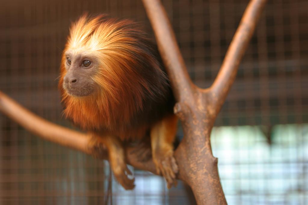 callithrix flaviceps