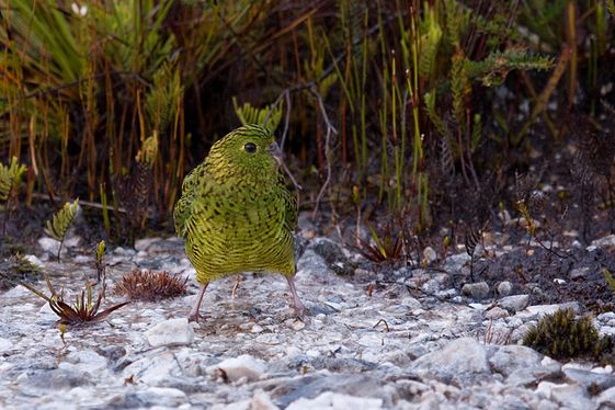  p>地栖鹦鹉(学名:pezoporus wallicus)仅有二个亚种.