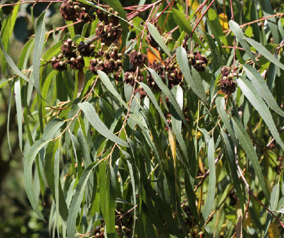 的果实.柠檬桉果栽培于福建,台湾,广东,海南,广西,常作行道树或造林.