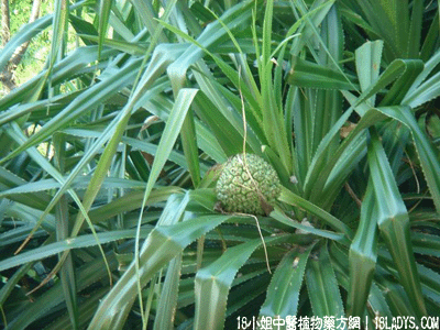 id="go0jmq1ee1">路兜簕,别名:老锯簕,假菠萝,婆锯簕,山波罗,露兜竻蔃