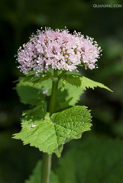 p>缬草(拉丁学名: i>valeriana officinalis /i> l.