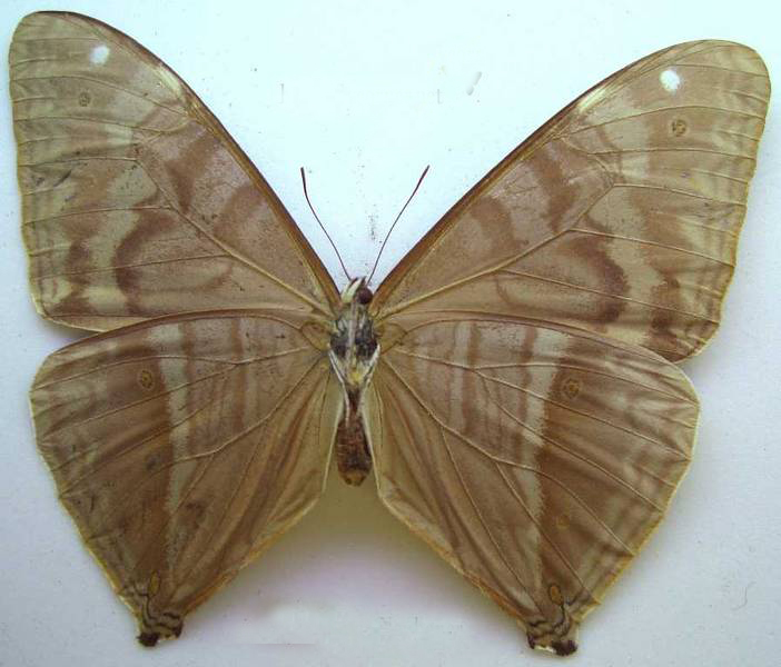 morpho aega
