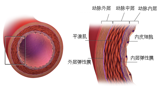  p>科学合理的运动训练能有效降低动脉弹性模量,改善动脉弹性,从而