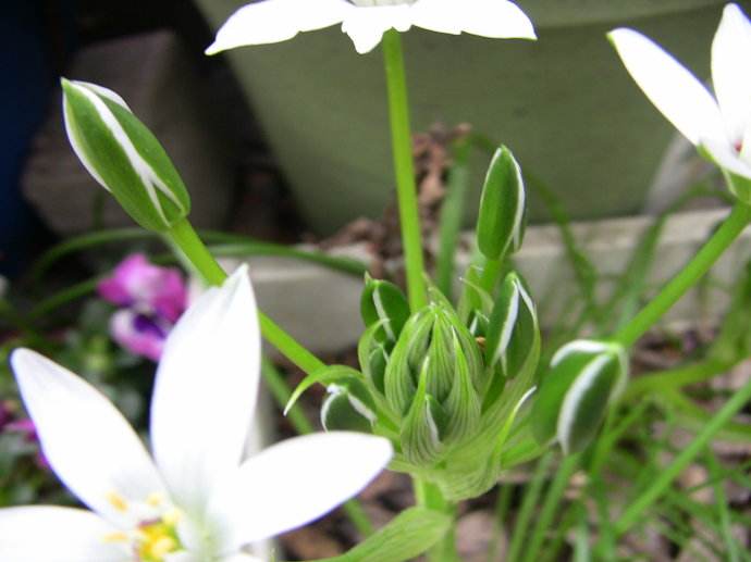 伞花虎眼万年青