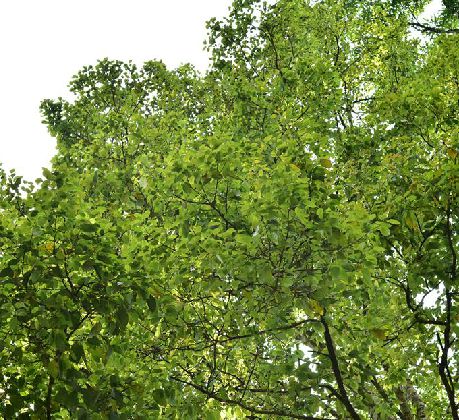  p>细青皮(学名: i>altingia excelsa /i> noronha)是金缕梅科,蕈树属