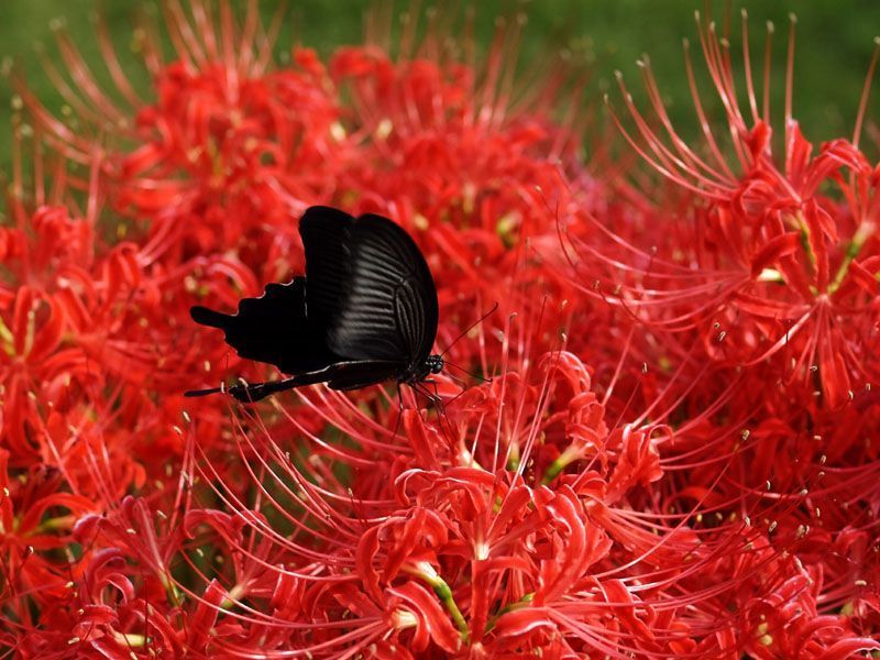 5dq">地狱蝶是日本漫画《 a target="_blank" href="/item/死神/5460"