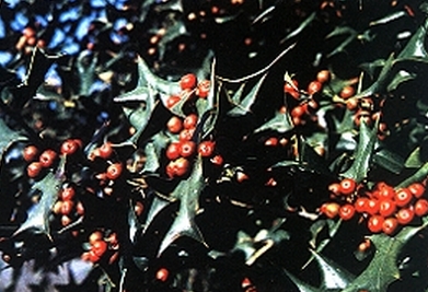 刺山茶果