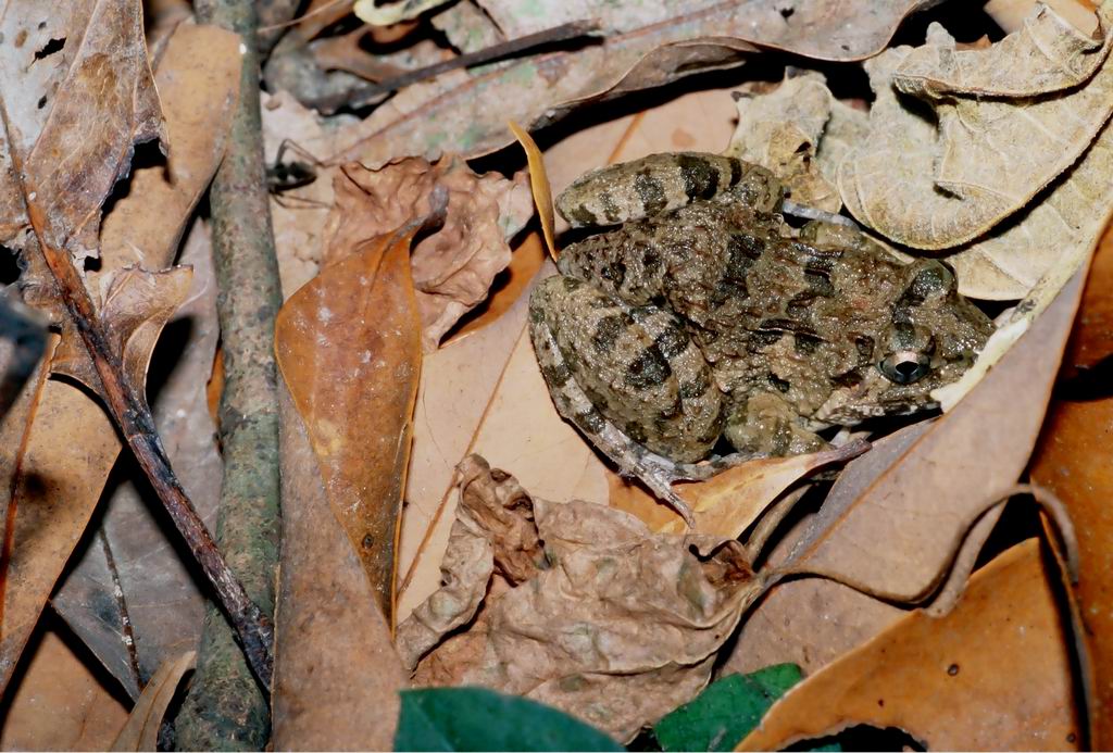  p>泽蛙(rana limnocharis boie , 1834) 隶属于蛙科蛙属,是一种小形