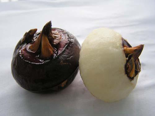 为单子叶植物纲 a href="#">莎草科 /a> a href="#">荸荠属 /a> a