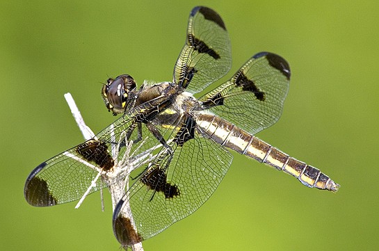 ">十二斑蜻蜓是<a target="