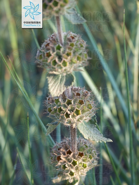  p>块根糙苏(学名:phlomis tuberosa l.