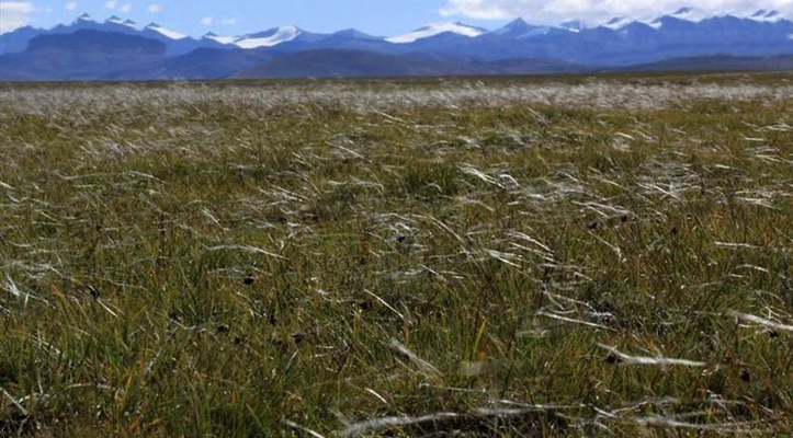  p>紫花针茅(学名: i>stipa purpurea /i> griseb.