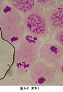 染色质中直径约
