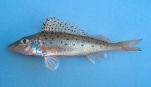  p>长吻梅花鲈属 a target="_blank" href="/i