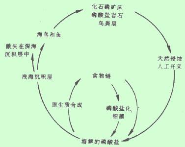  p data-id="gnyucrptin">磷循环是指磷元素在生态系统和环境中运动