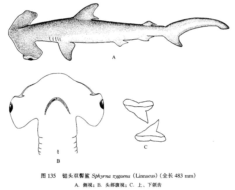  p>锤头双髻鲨(学名: i>sphyrna zygaena /i>)是双髻鲨科,双髻鲨属的