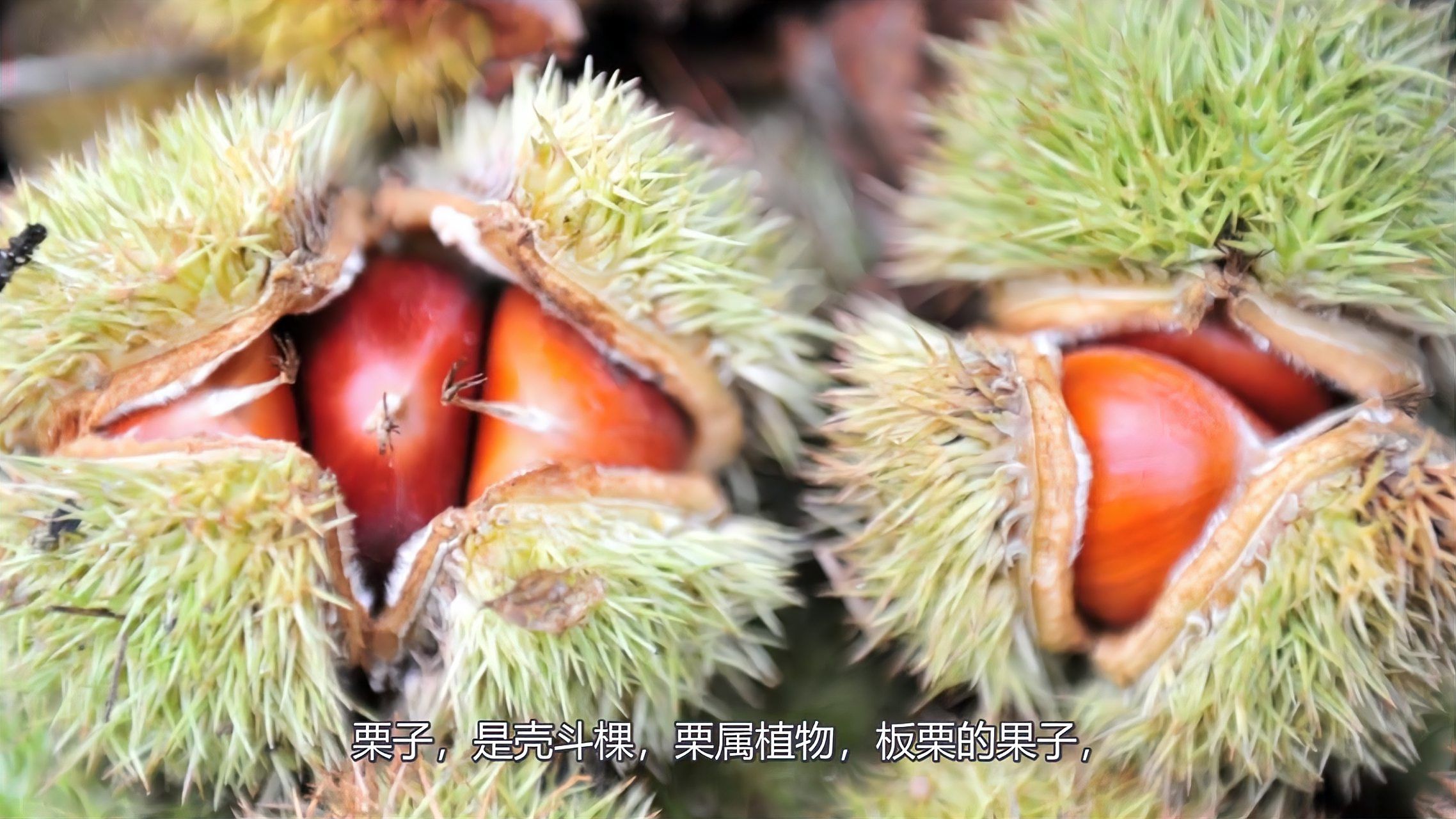 板栗 毛栗 石栗 这些你分得清吗，千果之王 铁杆庄稼 栗子_科星球_百度百科