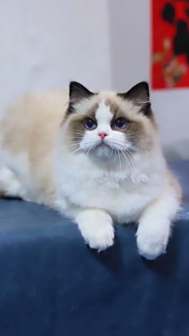布偶猫图片