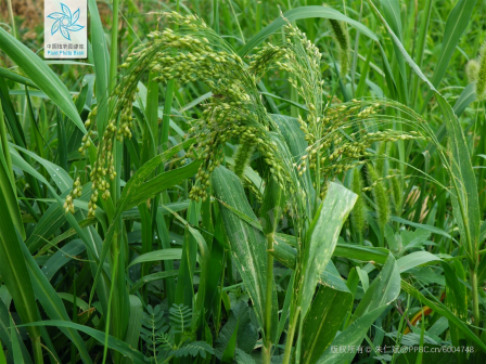 粟（禾本科狗尾草属植物）_百度百科