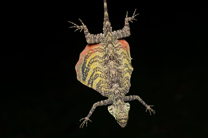 draco  maculatus