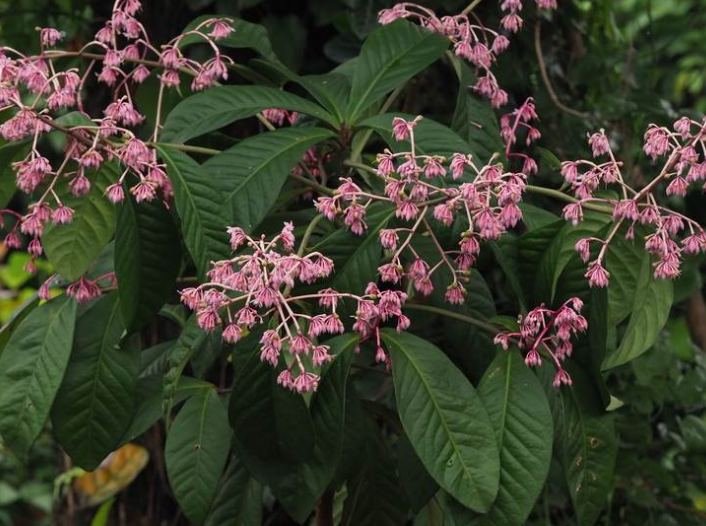  p>矮紫金牛(学名: i>ardisia humilis  /i>vahl)是紫金牛科,紫金牛属