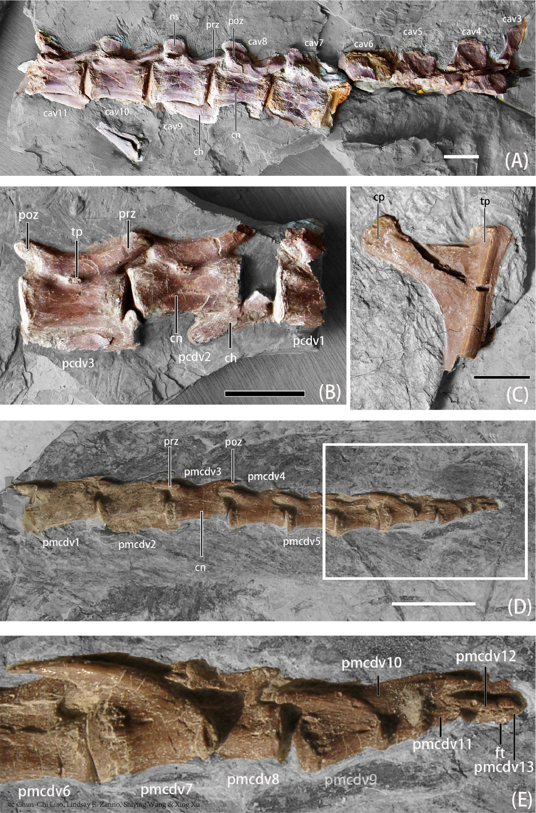  p data-id="gnbresoiq2">北票龙是一种发现于