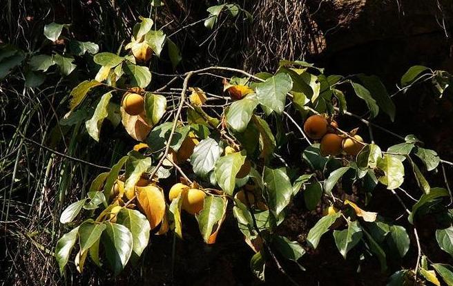  p>野柿(拉丁学名: i>diospyros kaki /i> thunb. var.