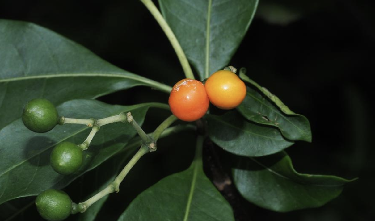  p>催吐萝芙木(学名: i>rauvolfia vomitoria /i> afzel.